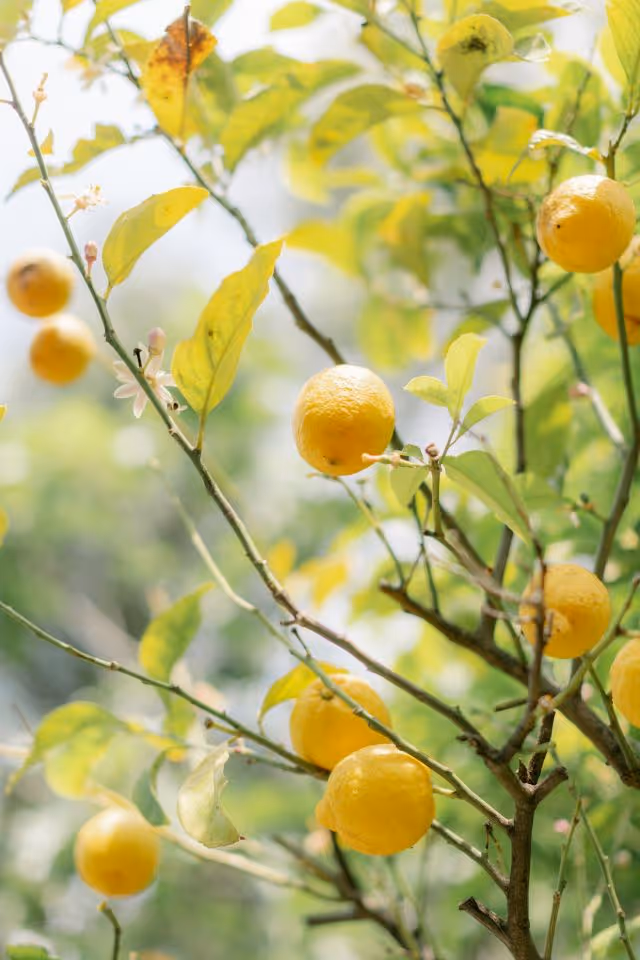 Ślub we Włoszech - Liguria Zdjęcie nr. 3